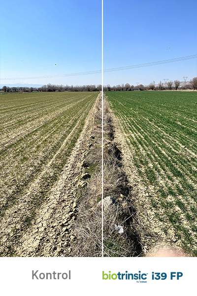 i39 FP Field-1