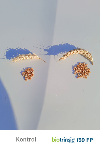 i39 FP Grains-1